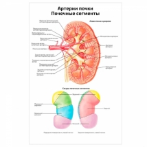 Артерии почки, почечные сегменты — медицинский плакат