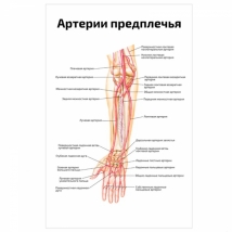 Артерии предплечья — медицинский плакат