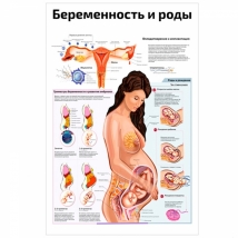 Беременность и роды — медицинский плакат