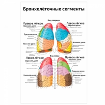 Бронхелёгочные сегменты — медицинский плакат