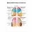 Бронхелёгочные сегменты — медицинский плакат  Вид 1