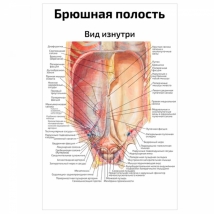 Брюшная полость — медицинский плакат