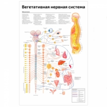 Вегетативная нервная система — медицинский плакат