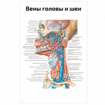 Вены и артерии головы и шеи — медицинский плакат