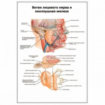 Ветви лицевого нерва и околоушная железа — медицинский плакат
