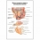 Ветви лицевого нерва и околоушная железа — медицинский плакат  Вид 1