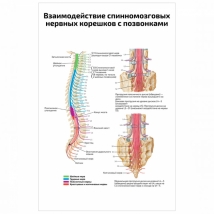 Взаимодействие спинномозговых нервных корешков с позвонками — медицинский плакат