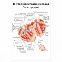 Внутреннее строение сердца — медицинский плакат