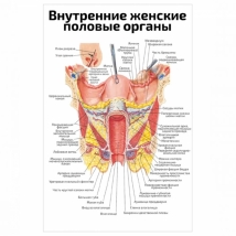 Внутренние женские половые органы — медицинский плакат