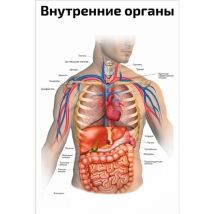 Внутренние органы человека — медицинский плакат