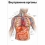 Внутренние органы человека — медицинский плакат  Вид 1