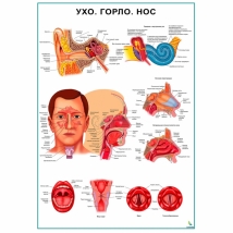 Ухо, горло, нос — медицинский плакат