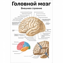 Головной мозг, внешнее строение — медицинский плакат