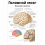 Головной мозг, внешнее строение — медицинский плакат  Вид 1
