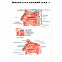 Боковая стенка носовой полости — медицинский плакат